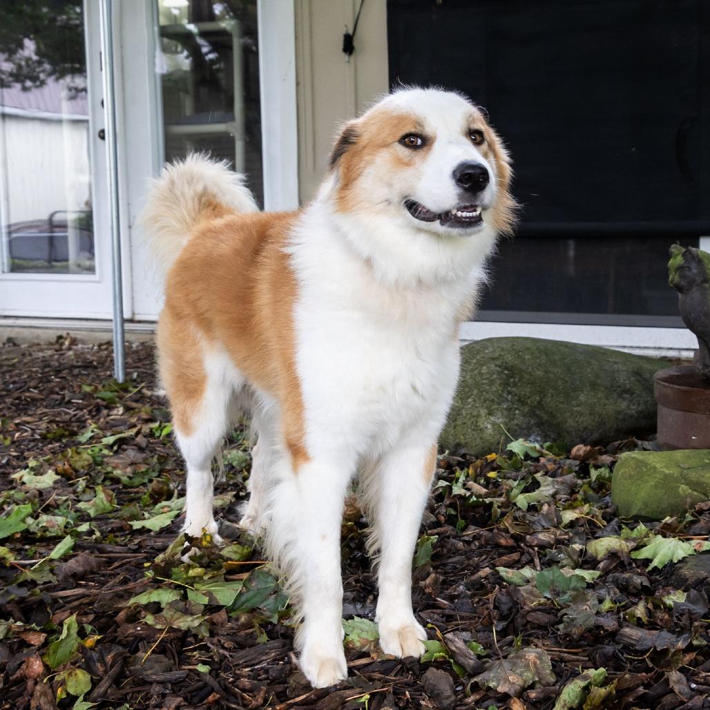 Jasper, Adoptable, Young Male Australian Shepherd.