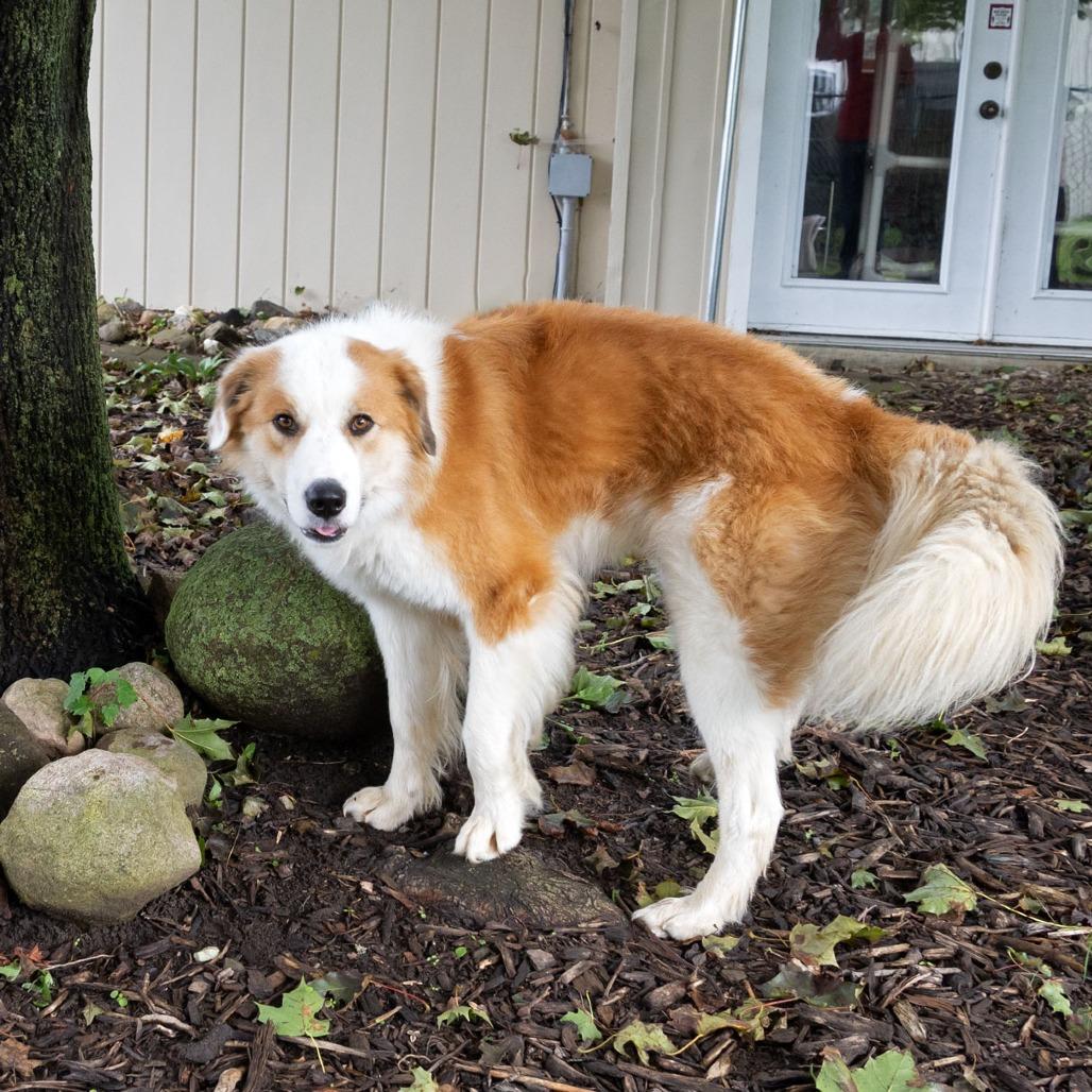 Enlarge Jasper, a Adoptable Australian Shepherd in McKean, PA image 2/6