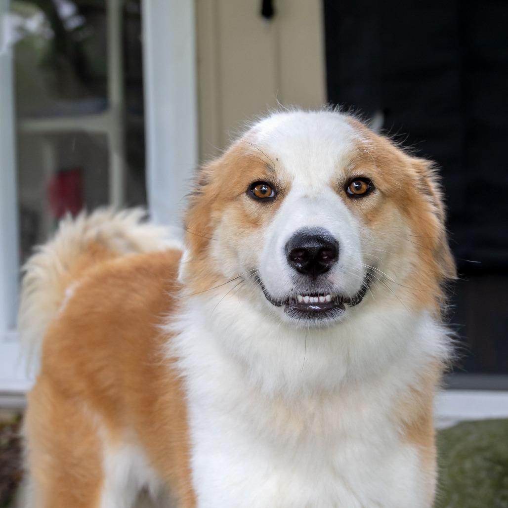 Enlarge Jasper, a Adoptable Australian Shepherd in McKean, PA image 3/6