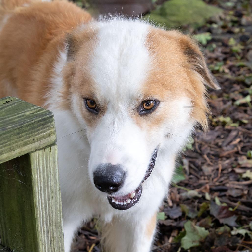 Enlarge Jasper, a Adoptable Australian Shepherd in McKean, PA image 4/6