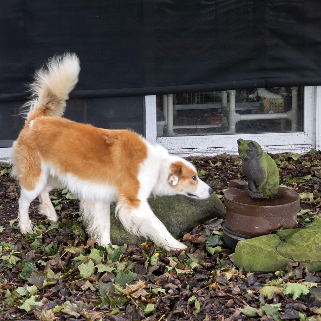Enlarge Jasper, a Adoptable Australian Shepherd in McKean, PA image 5/6