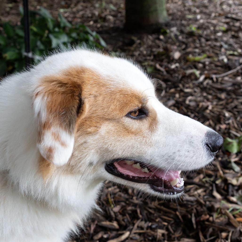 Enlarge Jasper, a Adoptable Australian Shepherd in McKean, PA image 6/6