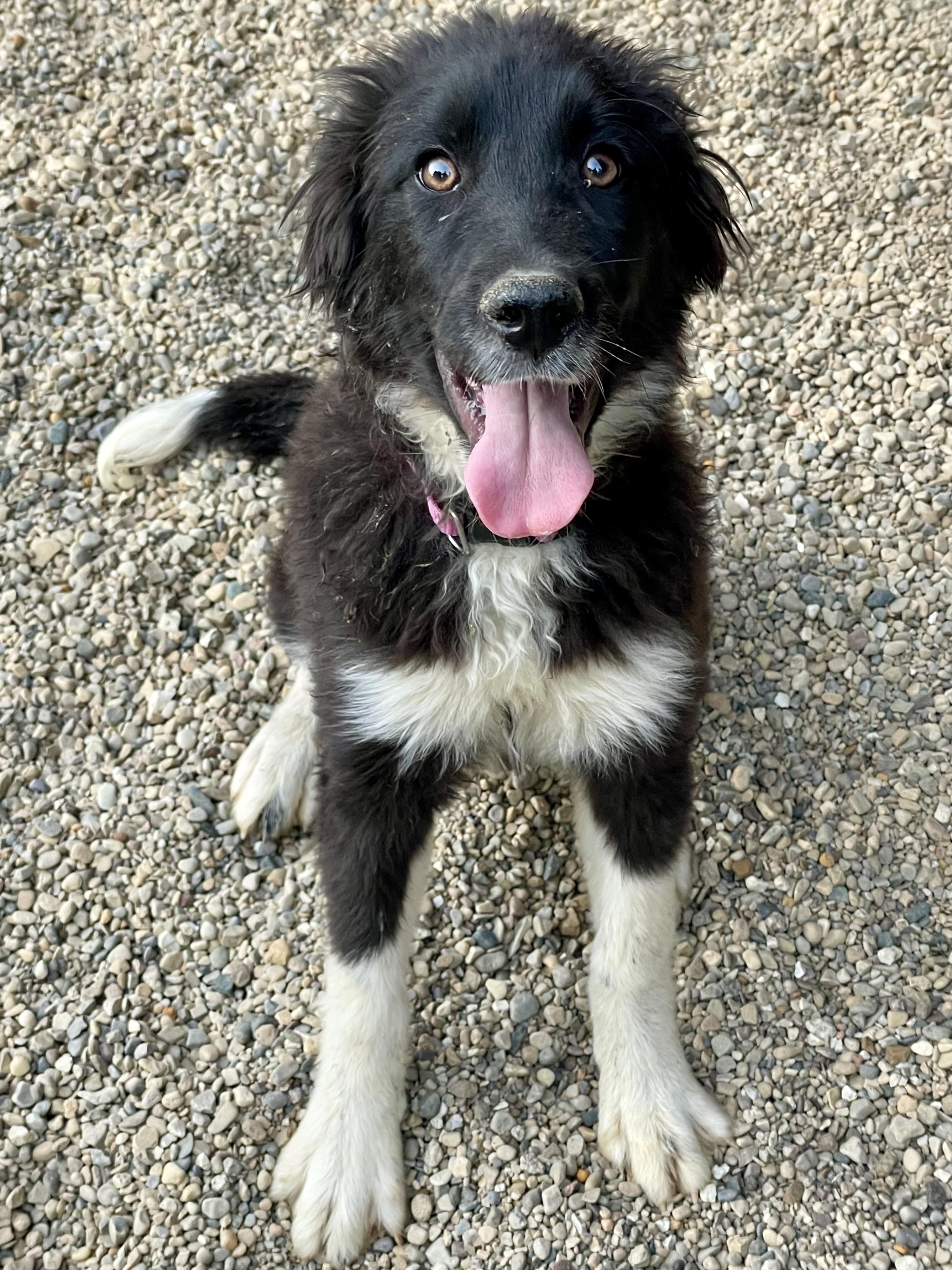 Enlarge Sugar, an adopted mixed breed in Lacon, IL image 1/1