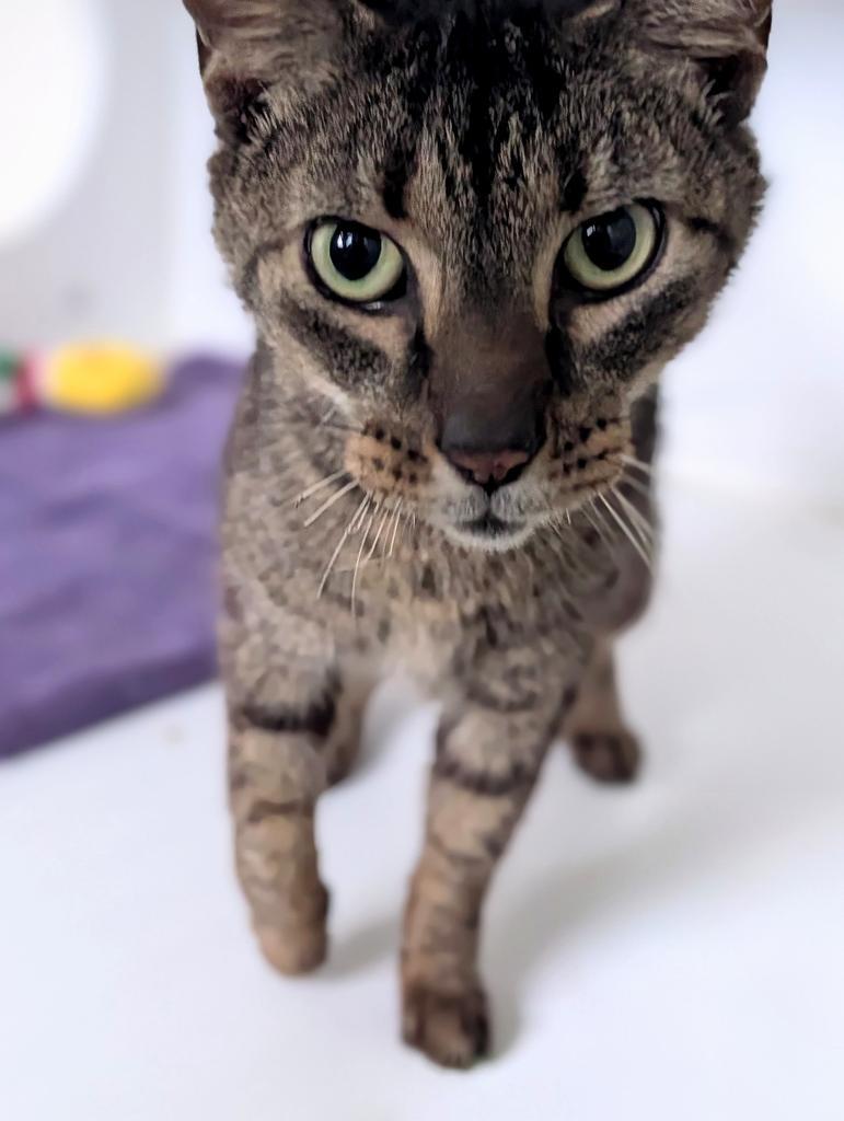 Jimmy, a Adoptable mixed breed in Greenfield, IN image 1/4