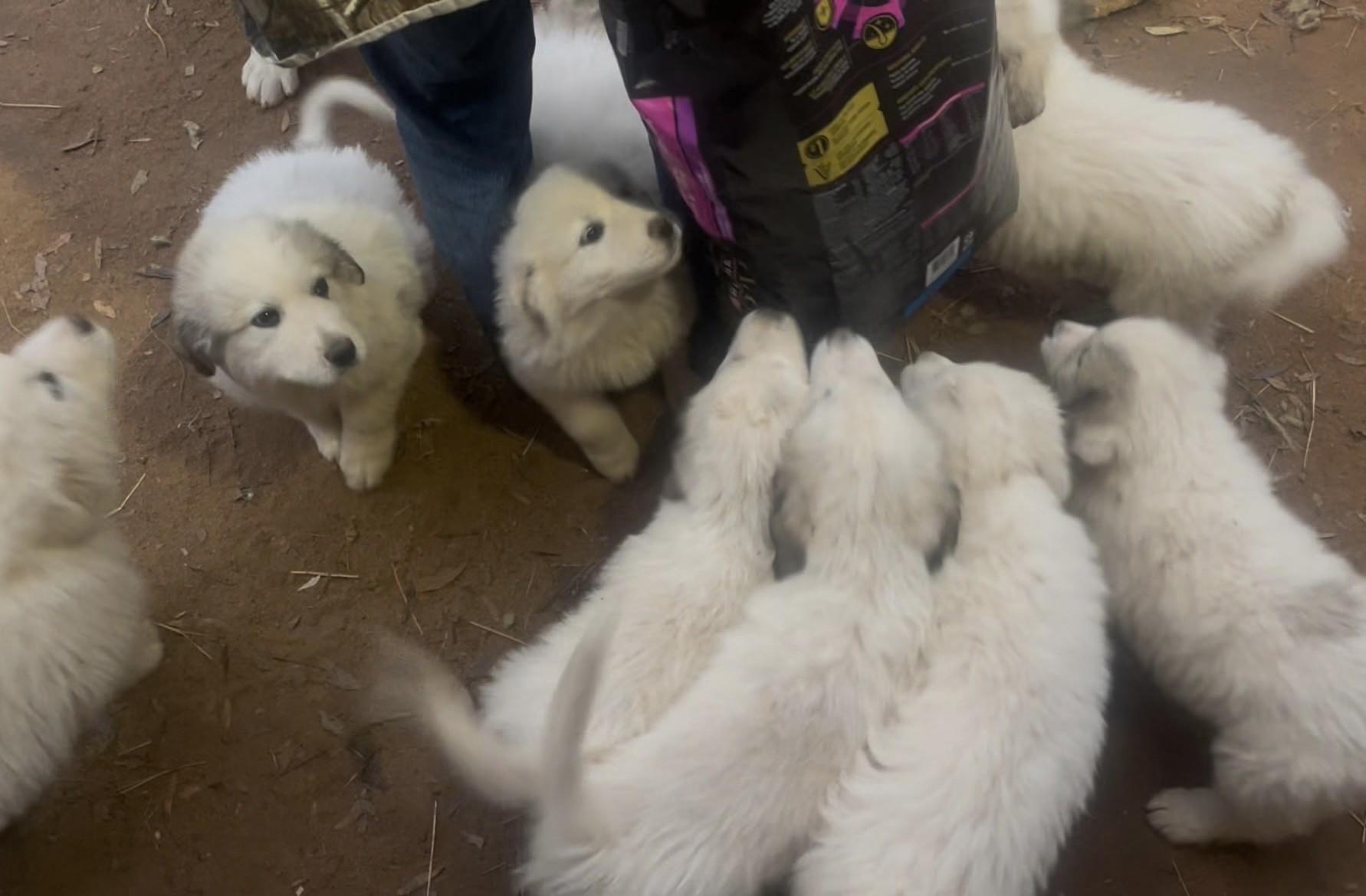 Enlarge Jagger-3/24/26, an adopted Great Pyrenees in Lambertville, NJ image 3/4