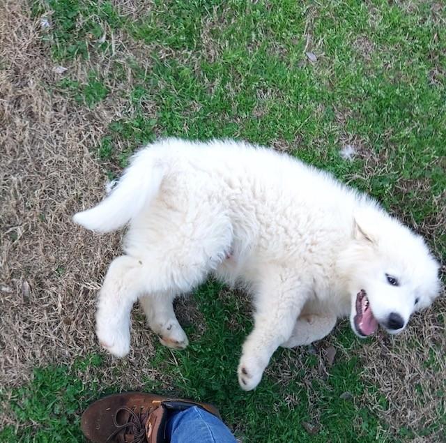 Enlarge Jagger-3/24/26, an adopted Great Pyrenees in Lambertville, NJ image 1/4