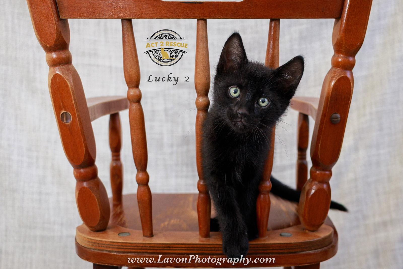 Lucky 2, Adoptable, Young Male Bombay & Domestic Short Hair.