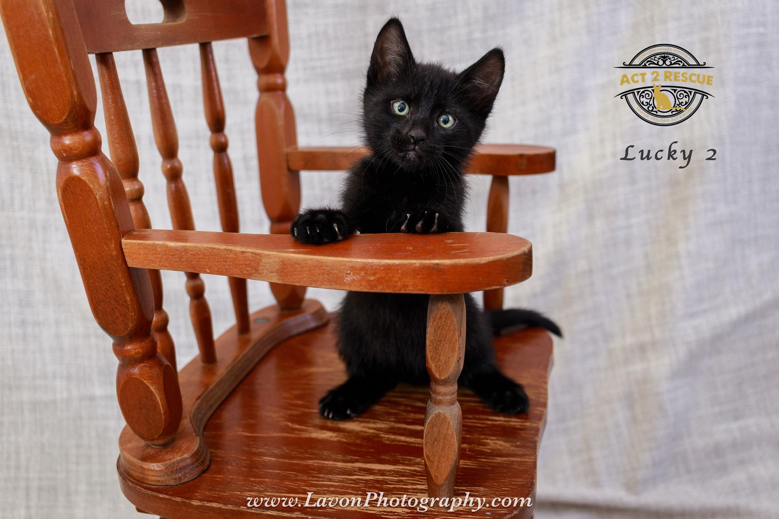 Lucky 2, a Adoptable mixed breed in Riverside, CA image 2/3
