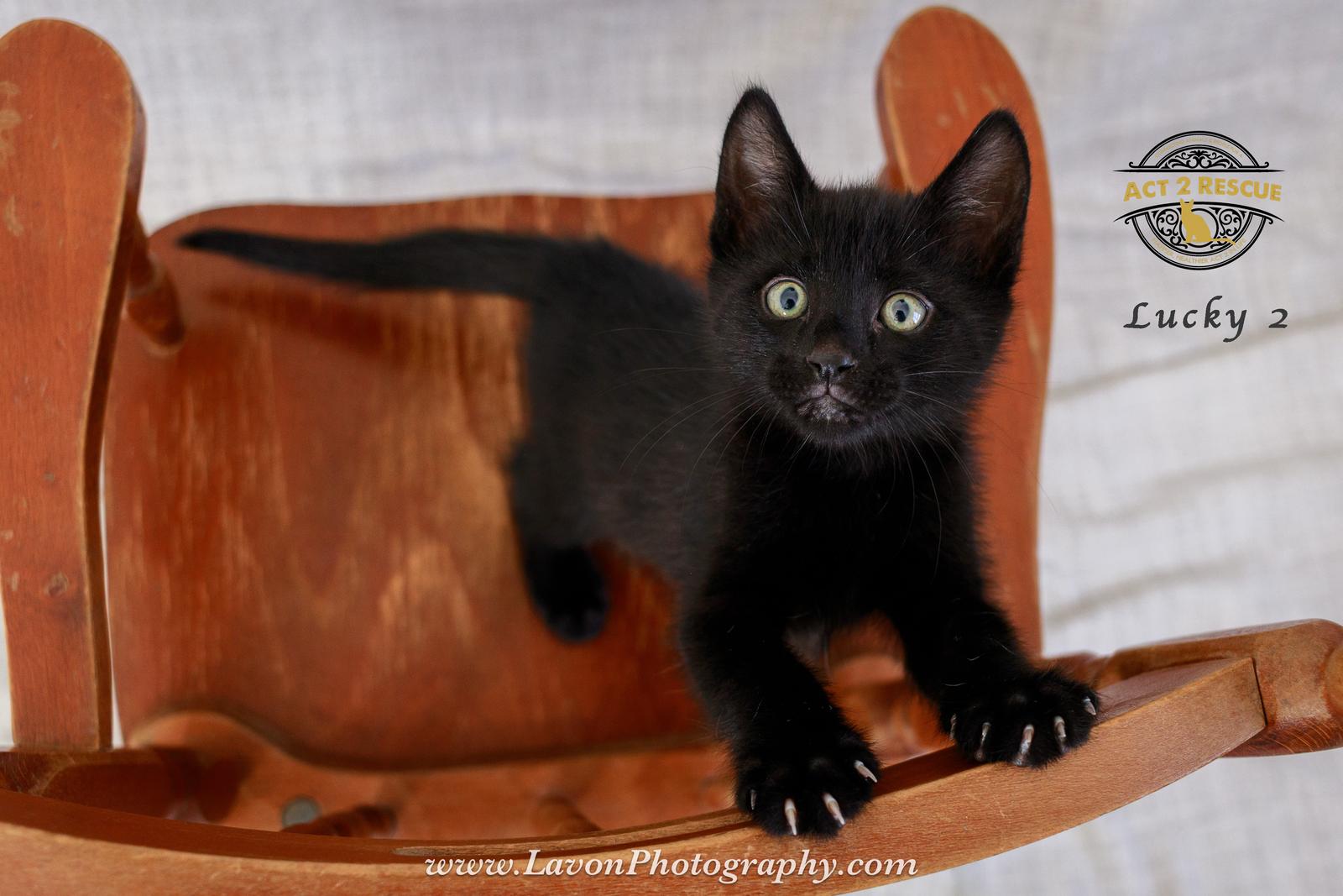 Lucky 2, a Adoptable mixed breed in Riverside, CA image 3/3