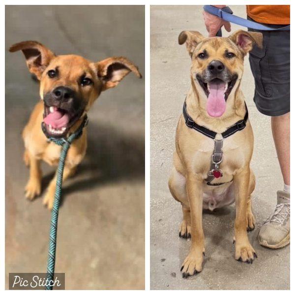 Tracker, Adoptable, Adult Male Yellow Labrador Retriever.