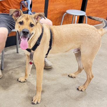 Enlarge Tracker, a Adoptable Yellow Labrador Retriever in Tampa, FL image 2/5