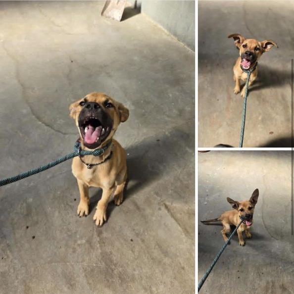 Enlarge Tracker, a Adoptable Yellow Labrador Retriever in Tampa, FL image 3/5