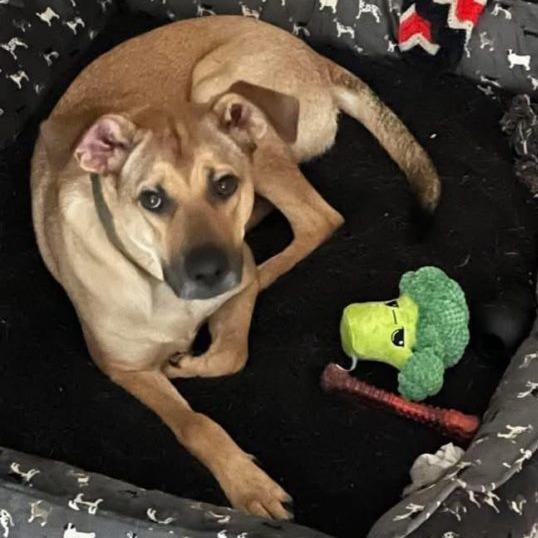 Enlarge Tracker, a Adoptable Yellow Labrador Retriever in Tampa, FL image 4/5