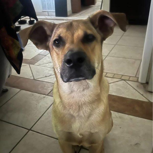 Enlarge Tracker, a Adoptable Yellow Labrador Retriever in Tampa, FL image 5/5
