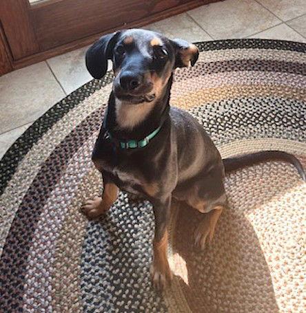 **BREEZY**, a Adoptable Shepherd in North Prairie, WI image 1/3