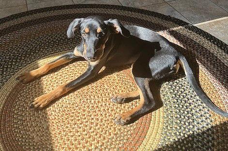 **BREEZY**, Adoptable, Young Female Shepherd.