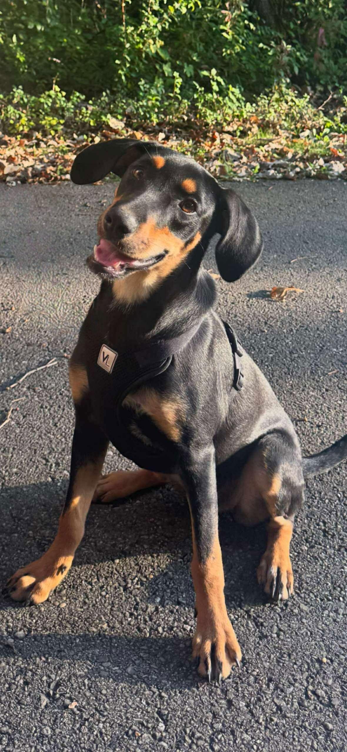 **BREEZY**, a Adoptable Shepherd in North Prairie, WI image 2/3