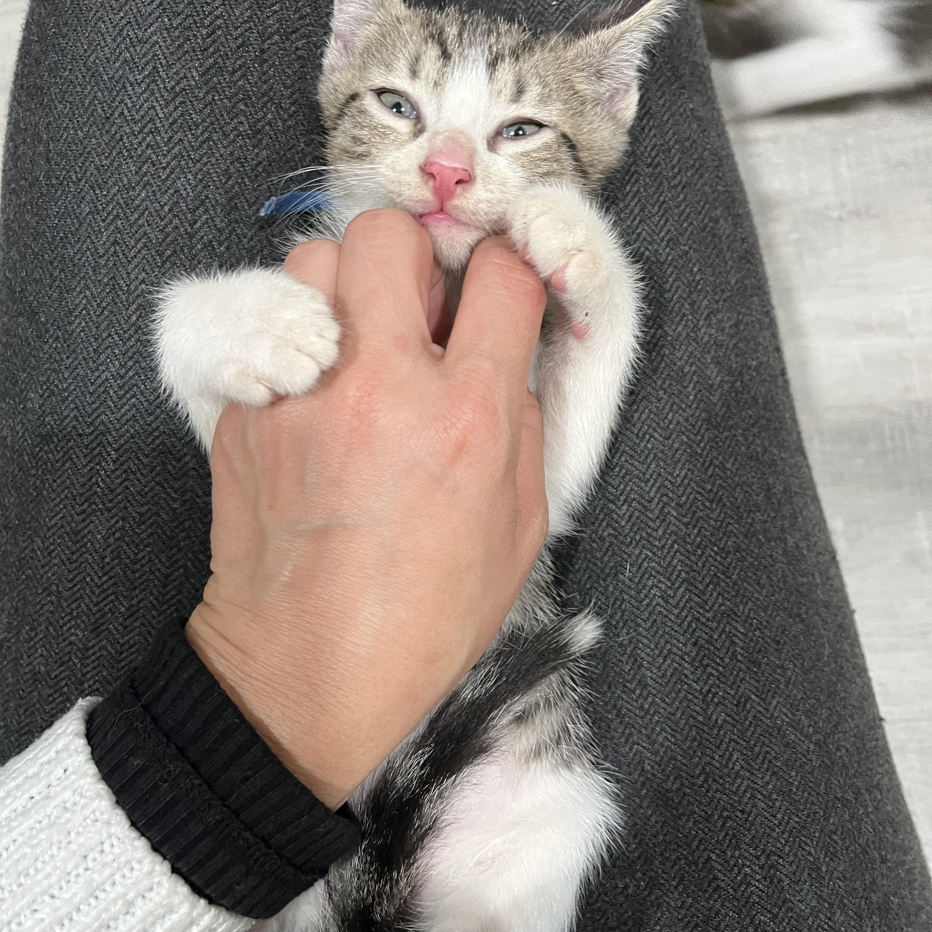 Enlarge Ozzy, a Adoptable Domestic Short Hair in Beltsville, MD image 3/5