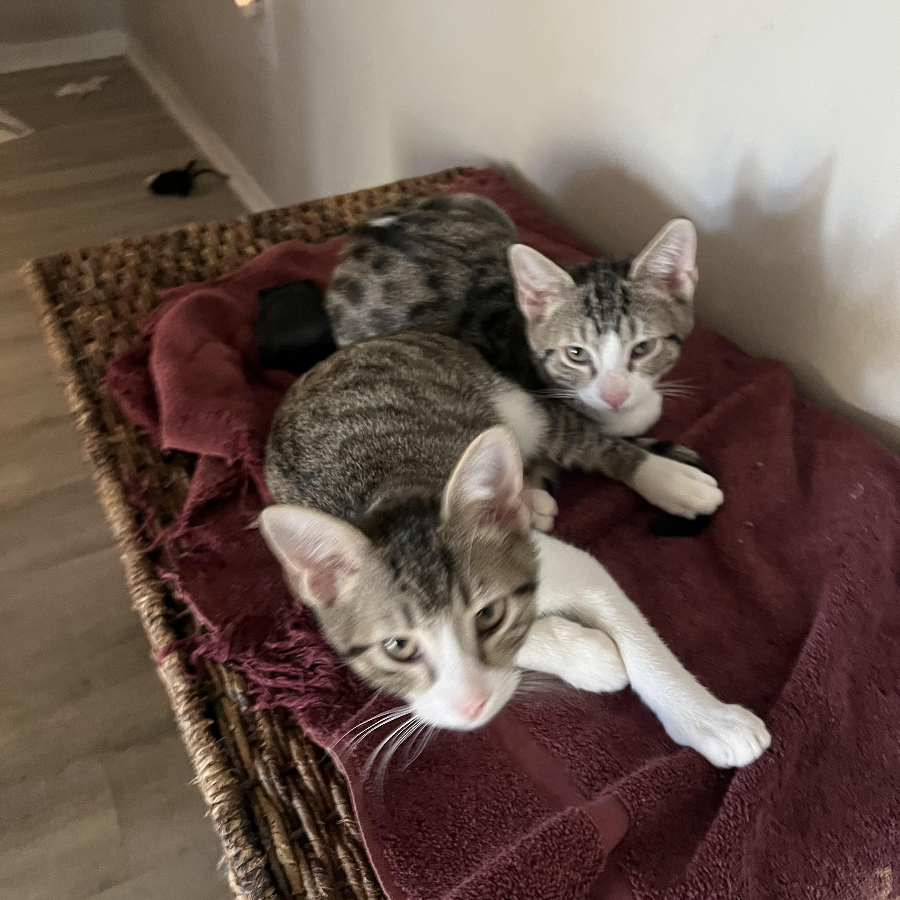 Ozzy, Adoptable, Kitten Male Domestic Short Hair.