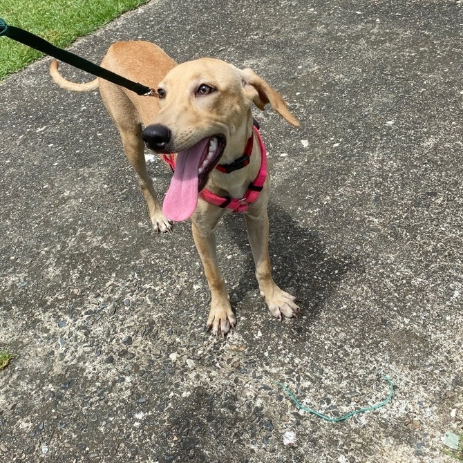 Jessie, Young Female Labrador Retriever