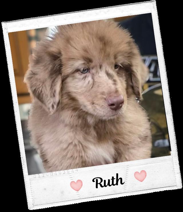 Ruth, adopted, Puppy Female Shetland Sheepdog / Sheltie & Australian Shepherd.