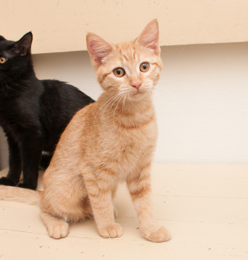Daffodil (gets adopted with Meadow), a Adoptable Tabby in Westminster, CO image 3/3