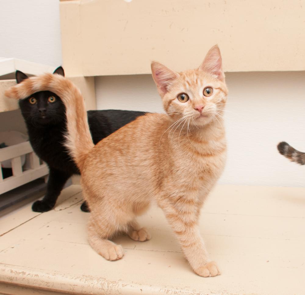Daffodil (gets adopted with Meadow), a Adoptable Tabby in Westminster, CO image 2/3