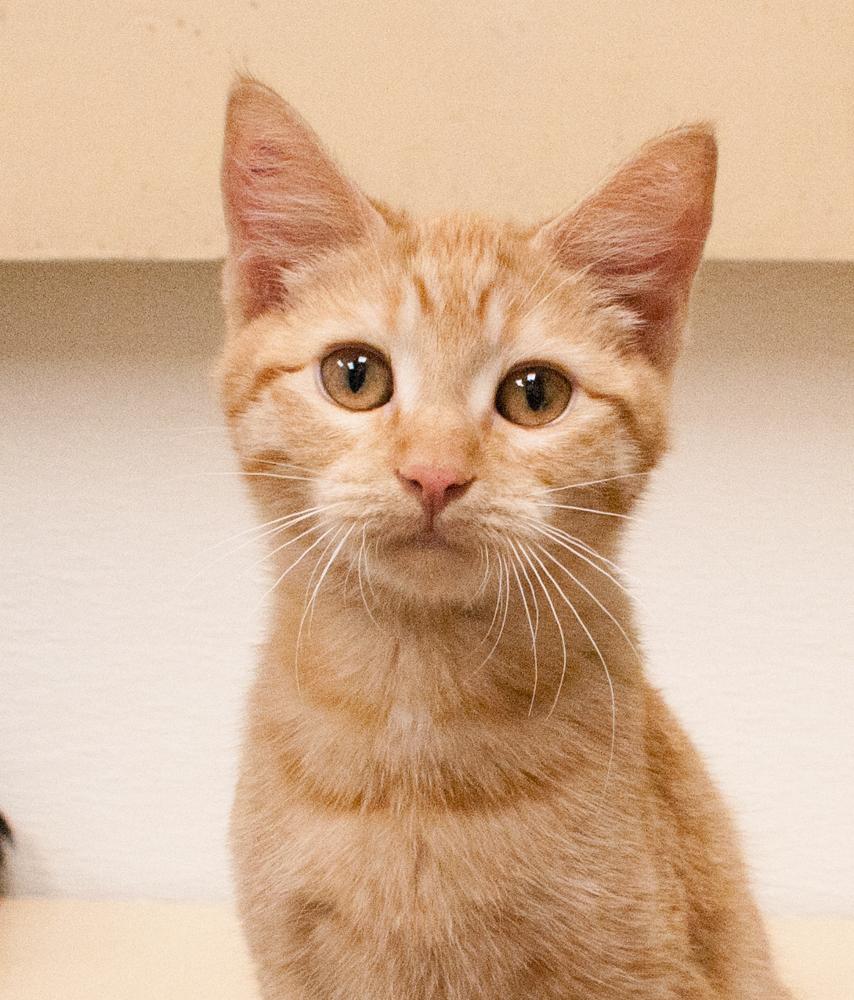 Daffodil (gets adopted with Meadow), a Adoptable Tabby in Westminster, CO image 1/3
