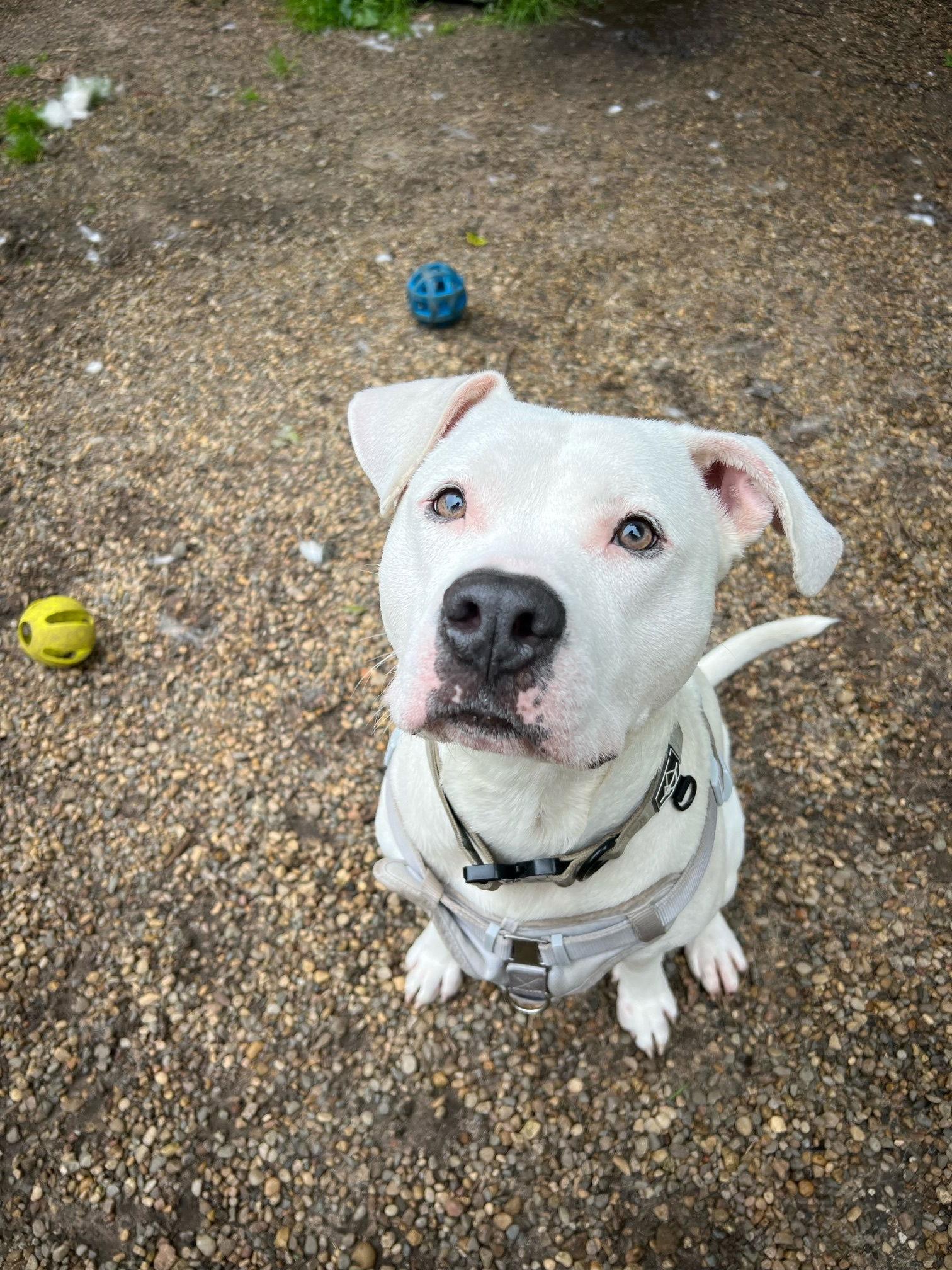 Enlarge Razzle Dazzle, a Adoptable mixed breed in Holland, MI image 1/3