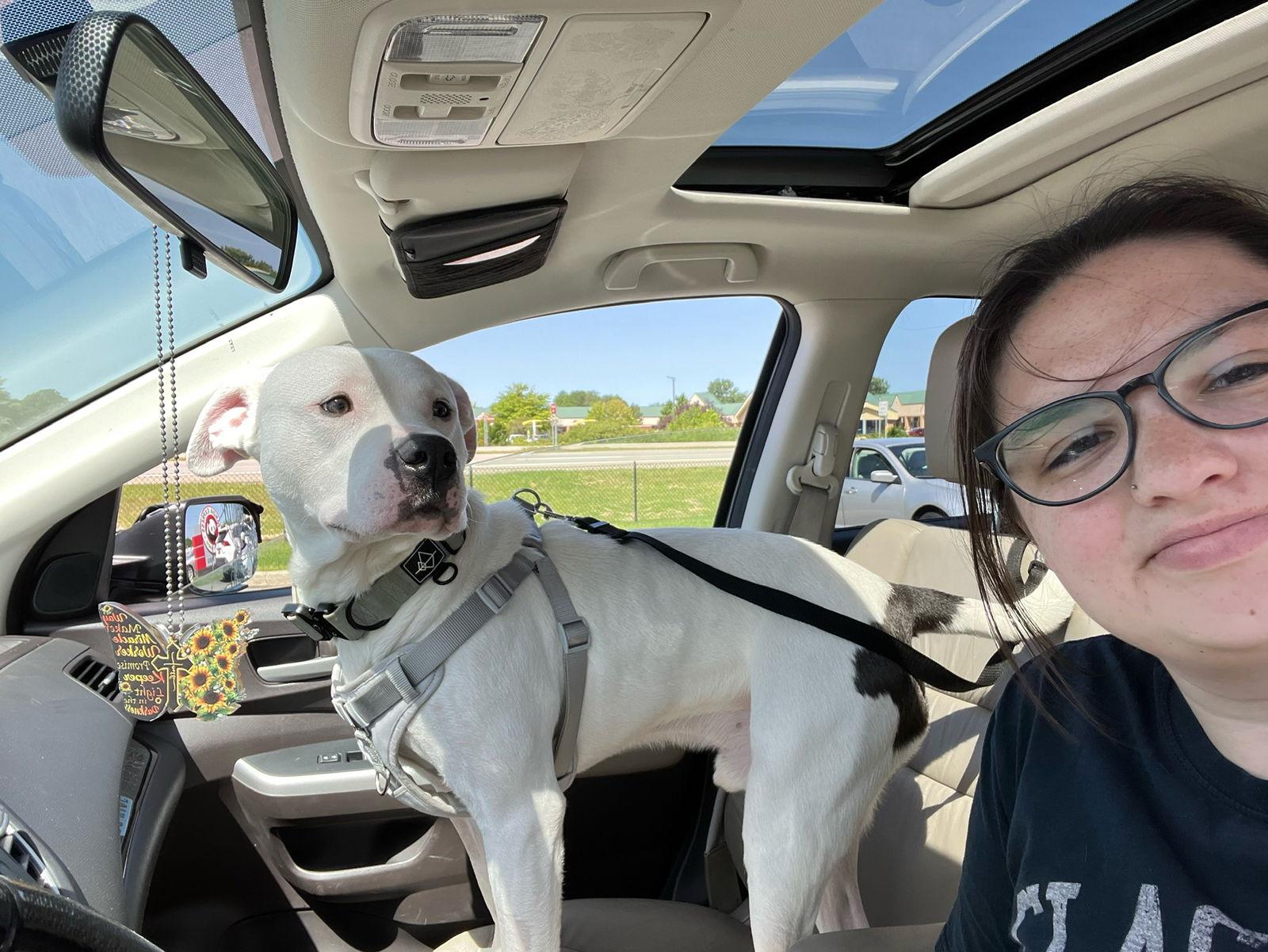 Enlarge Razzle Dazzle, a Adoptable mixed breed in Holland, MI image 2/3