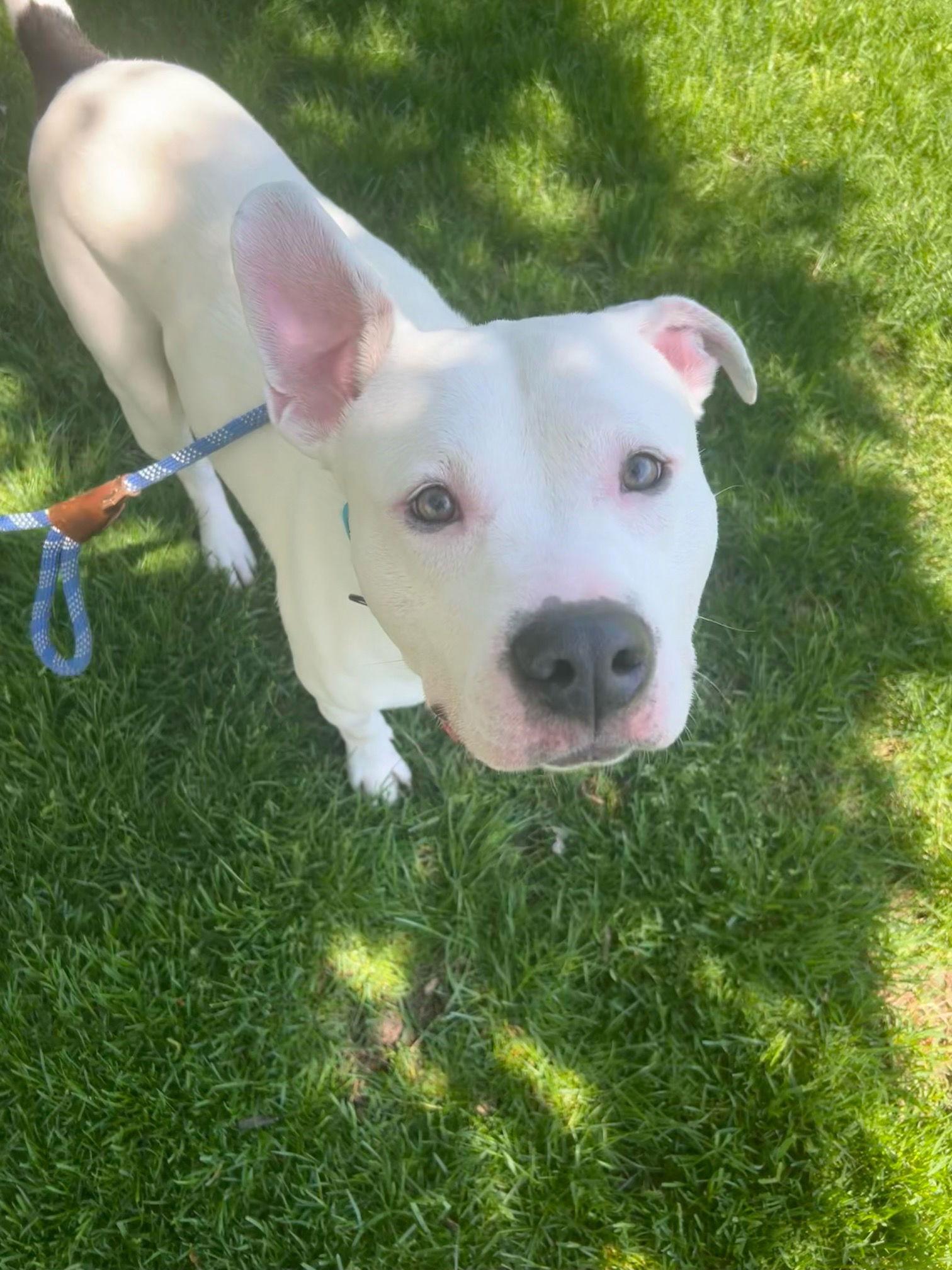 Enlarge Razzle Dazzle, a Adoptable mixed breed in Holland, MI image 3/3