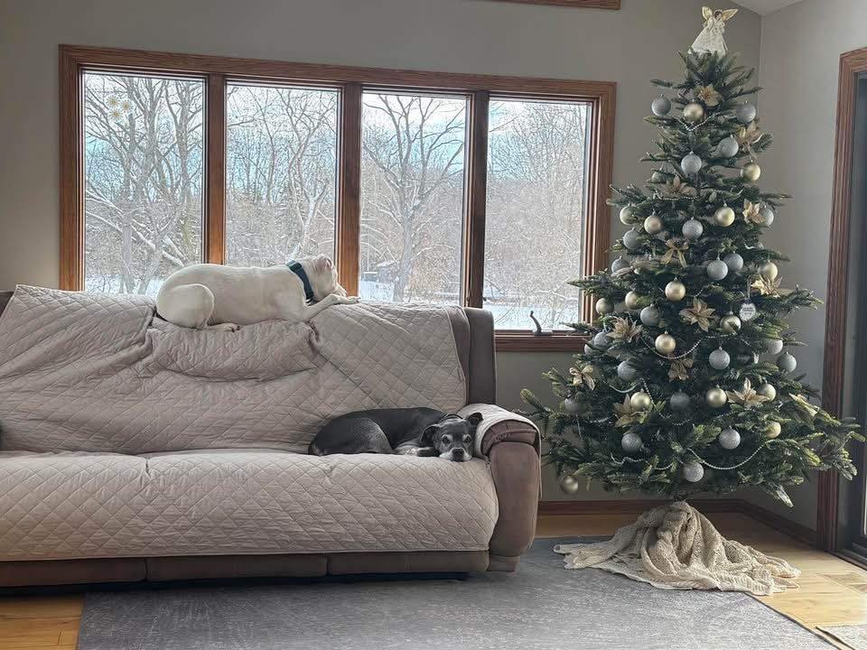 Razzle Dazzle, a Adoptable mixed breed in Holland, MI image 3/3