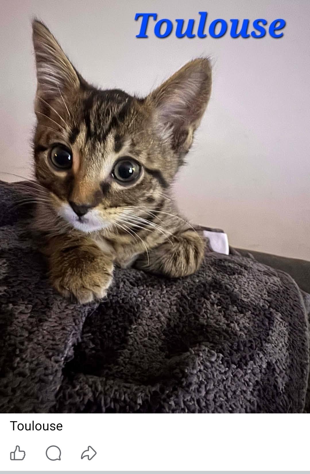 Enlarge Toulouse, a ADOPTABLE Domestic Short Hair in Anna, TX image 1/1