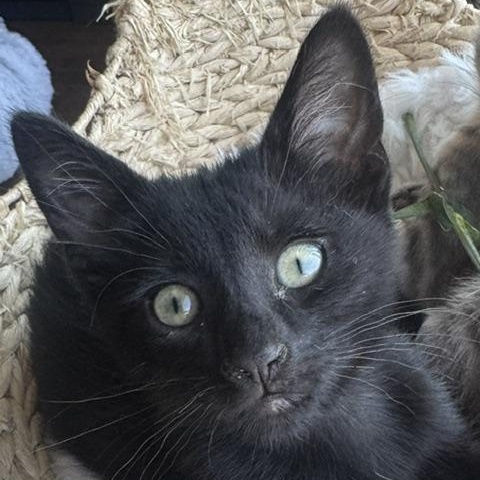 Darjeeling (bonded with Victoria), a ADOPTABLE Domestic Short Hair in Chicago, IL image 1/4