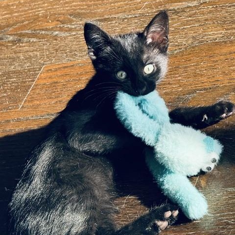 Darjeeling (bonded with Victoria), a ADOPTABLE Domestic Short Hair in Chicago, IL image 2/4