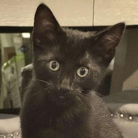 Darjeeling (bonded with Victoria), a ADOPTABLE Domestic Short Hair in Chicago, IL image 3/4