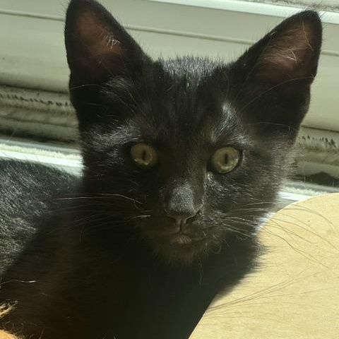 Darjeeling (bonded with Victoria), a ADOPTABLE Domestic Short Hair in Chicago, IL image 4/4
