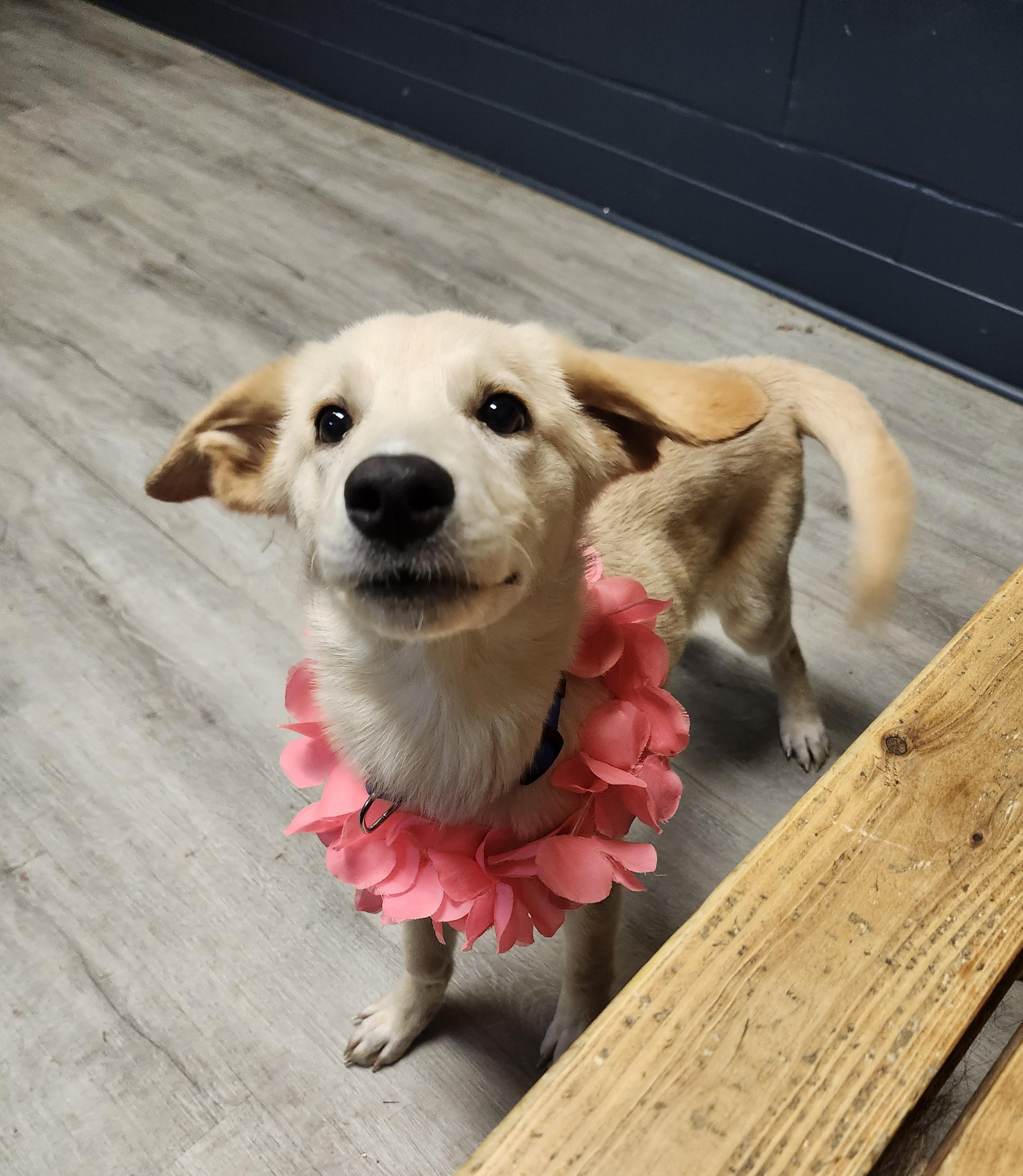 Enlarge Widget, a Adopted Yellow Labrador Retriever in Mansfield, OH image 2/4