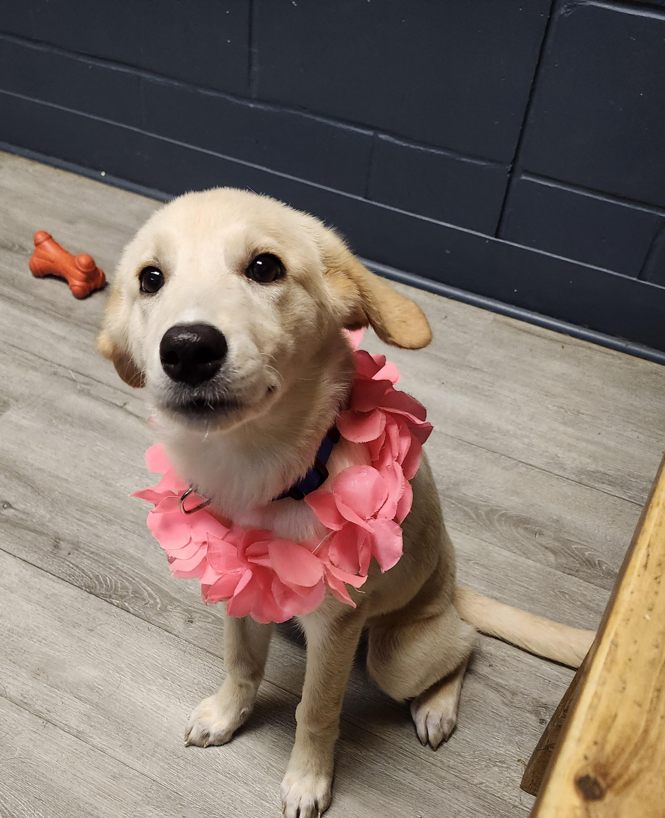 Enlarge Widget, a Adopted Yellow Labrador Retriever in Mansfield, OH image 4/4
