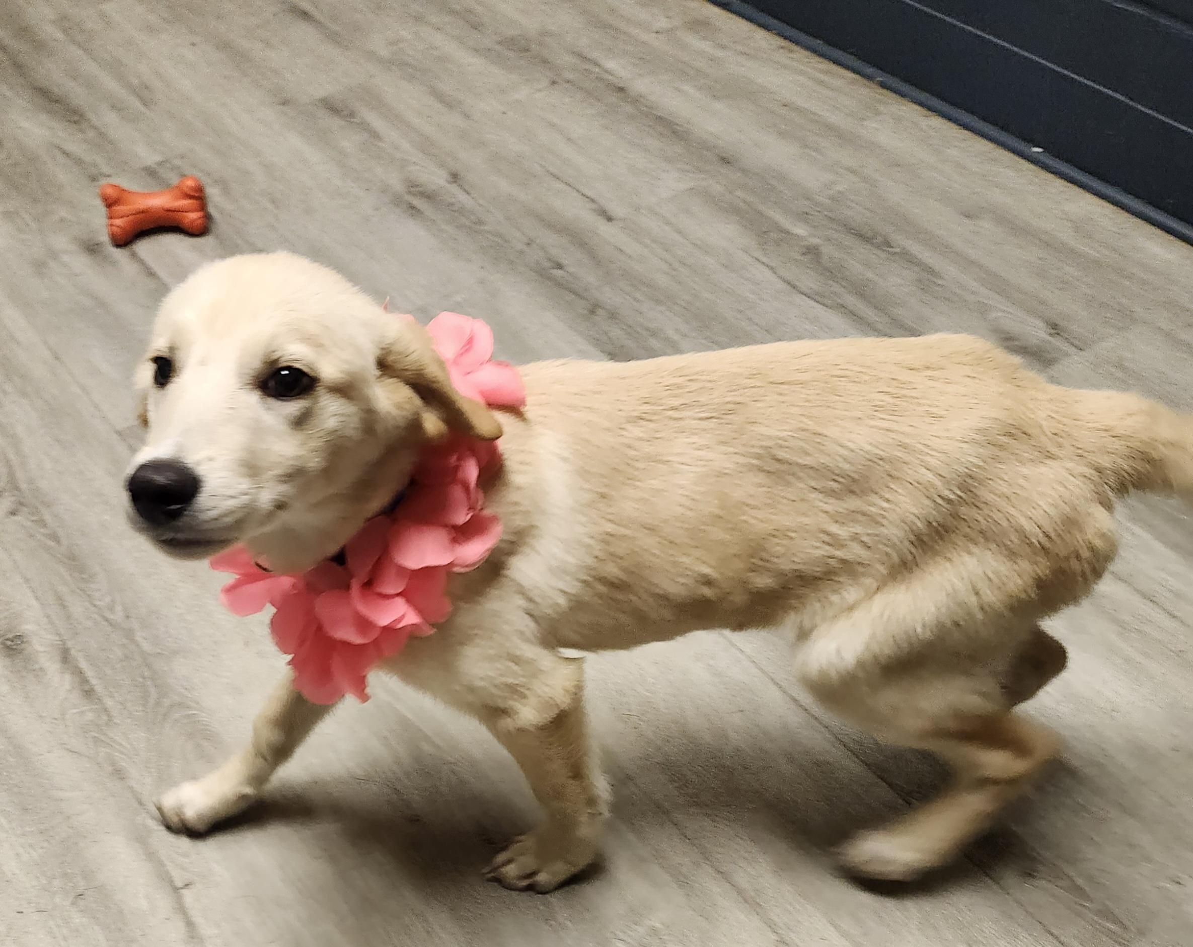 Enlarge Widget, a Adopted Yellow Labrador Retriever in Mansfield, OH image 3/4