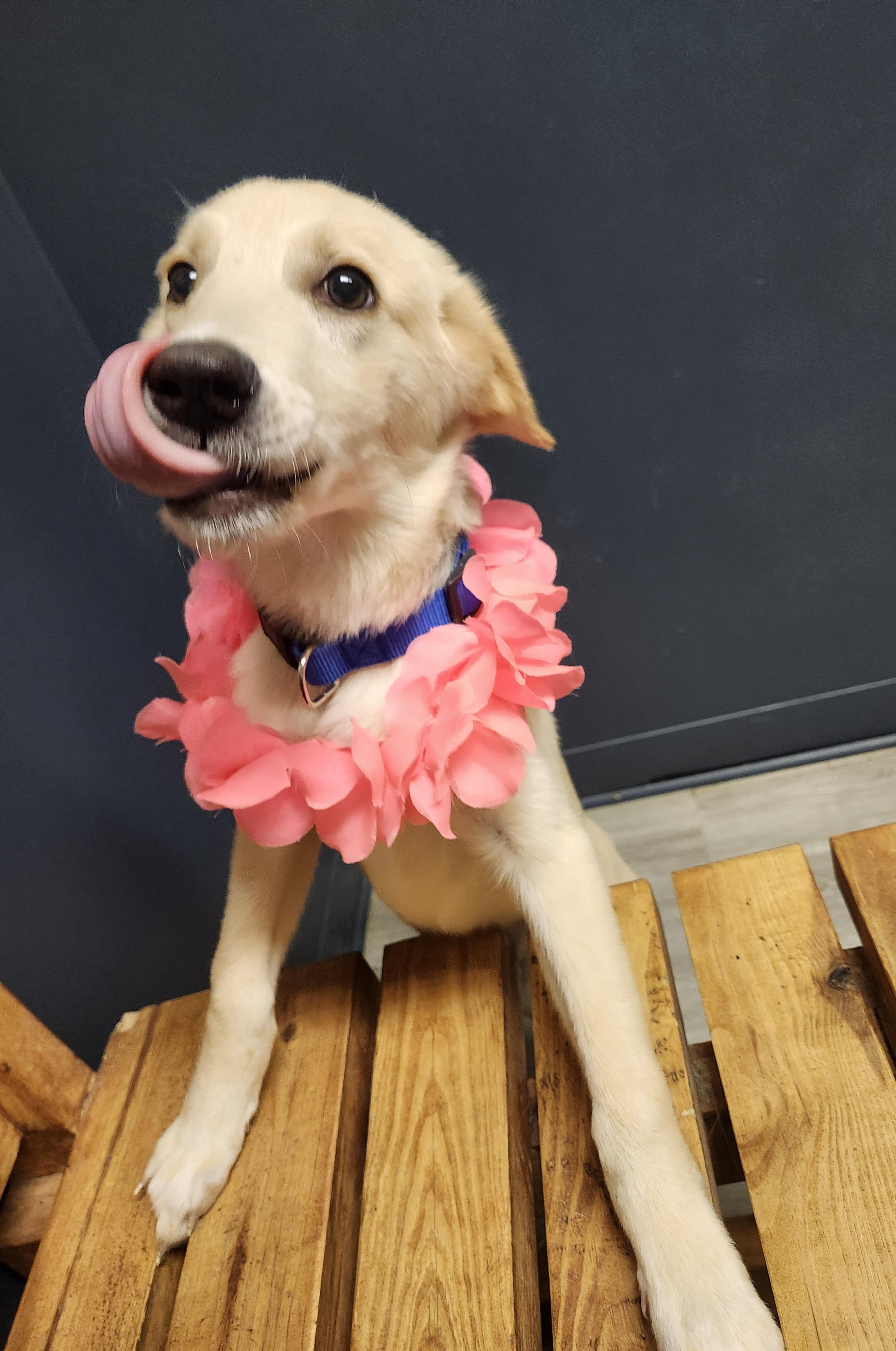 Enlarge Widget, a Adopted Yellow Labrador Retriever in Mansfield, OH image 1/4