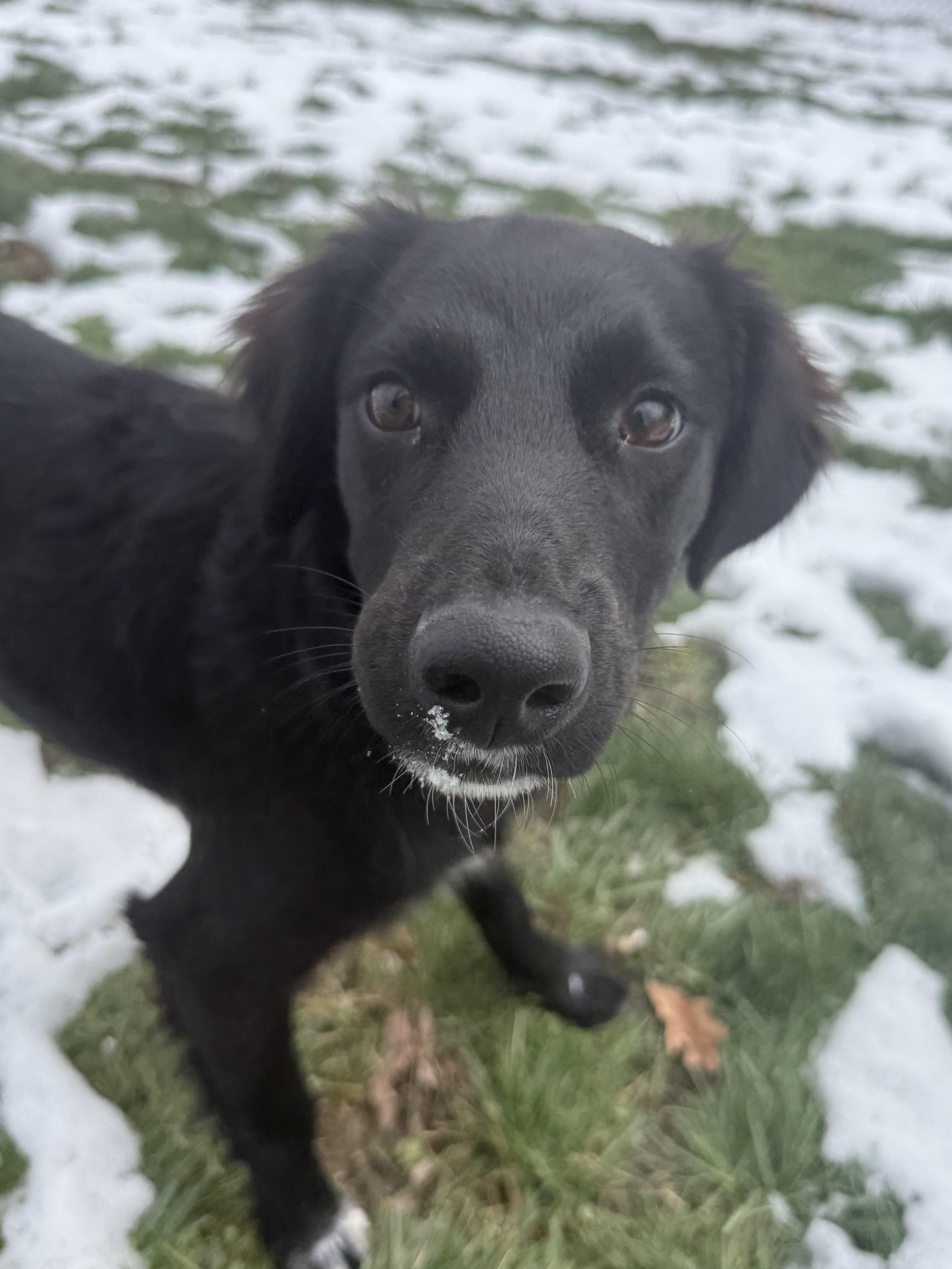 Enlarge Otis, a ADOPTABLE mixed breed in Clinton, PA image 6/6