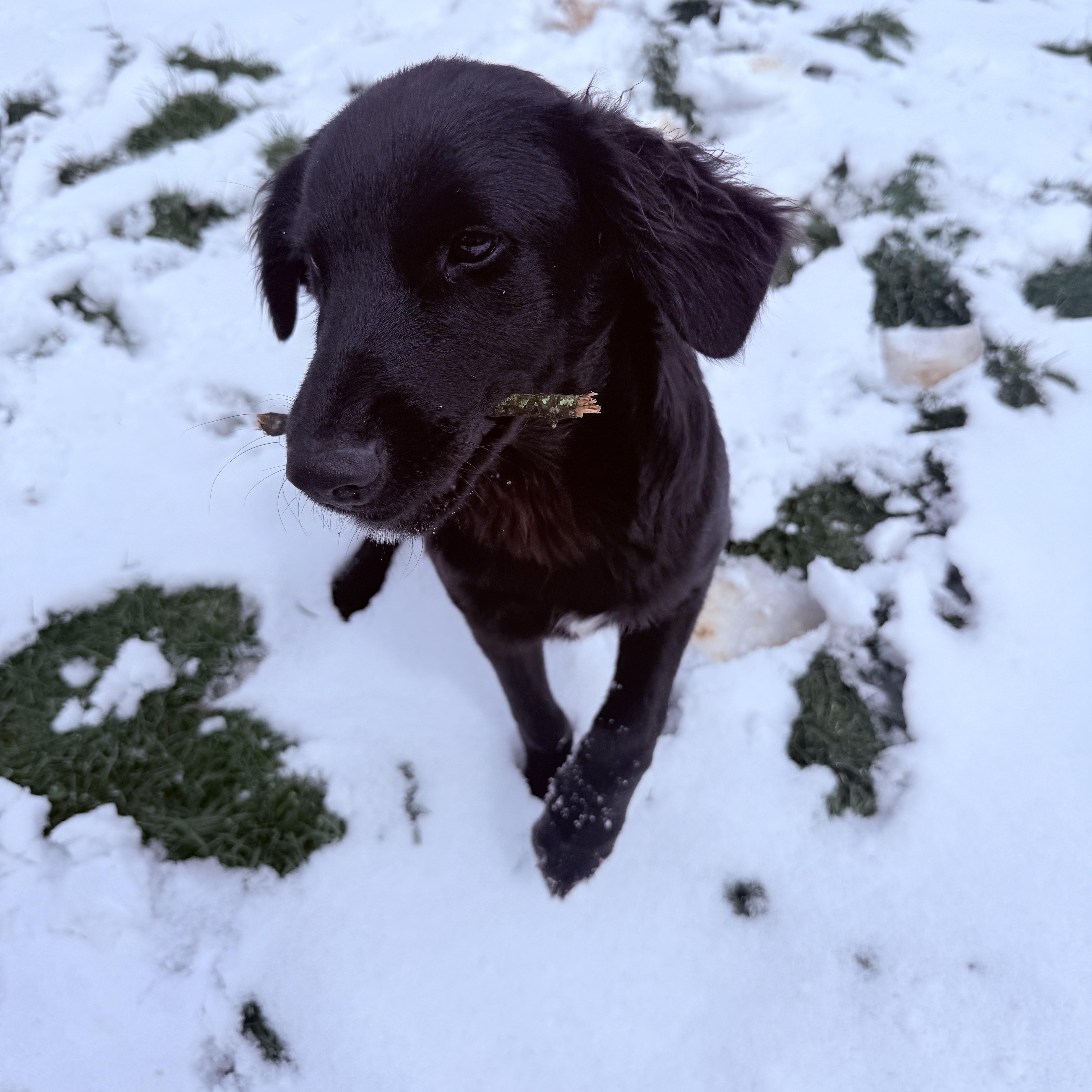 Enlarge Otis, a ADOPTABLE mixed breed in Clinton, PA image 4/6