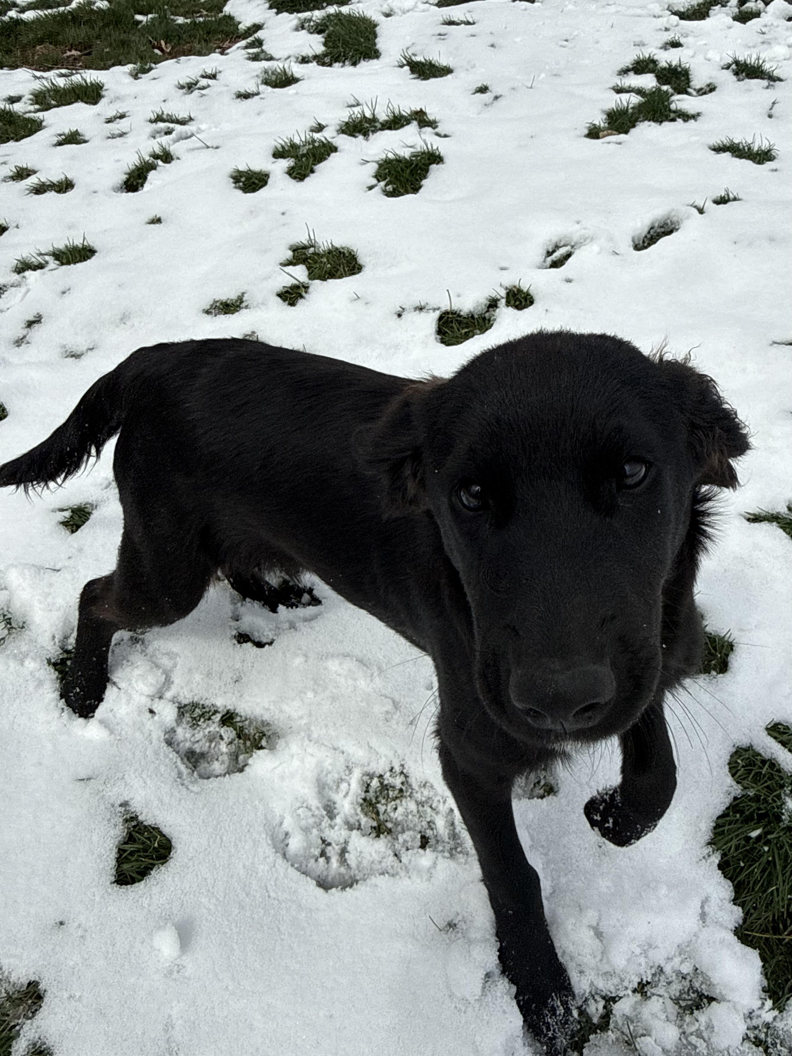 Enlarge Otis, a ADOPTABLE mixed breed in Clinton, PA image 3/6