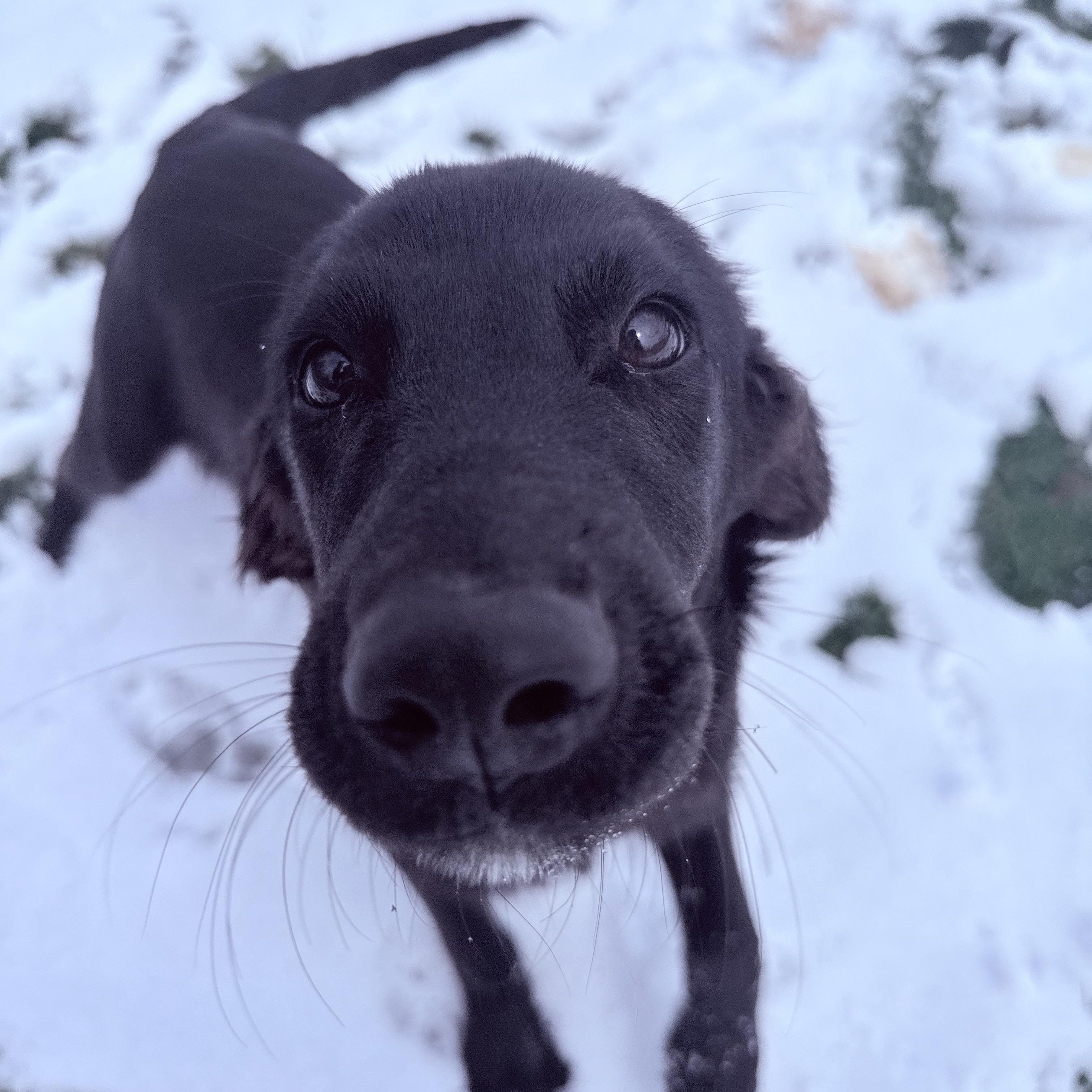 Enlarge Otis, a ADOPTABLE mixed breed in Clinton, PA image 2/6