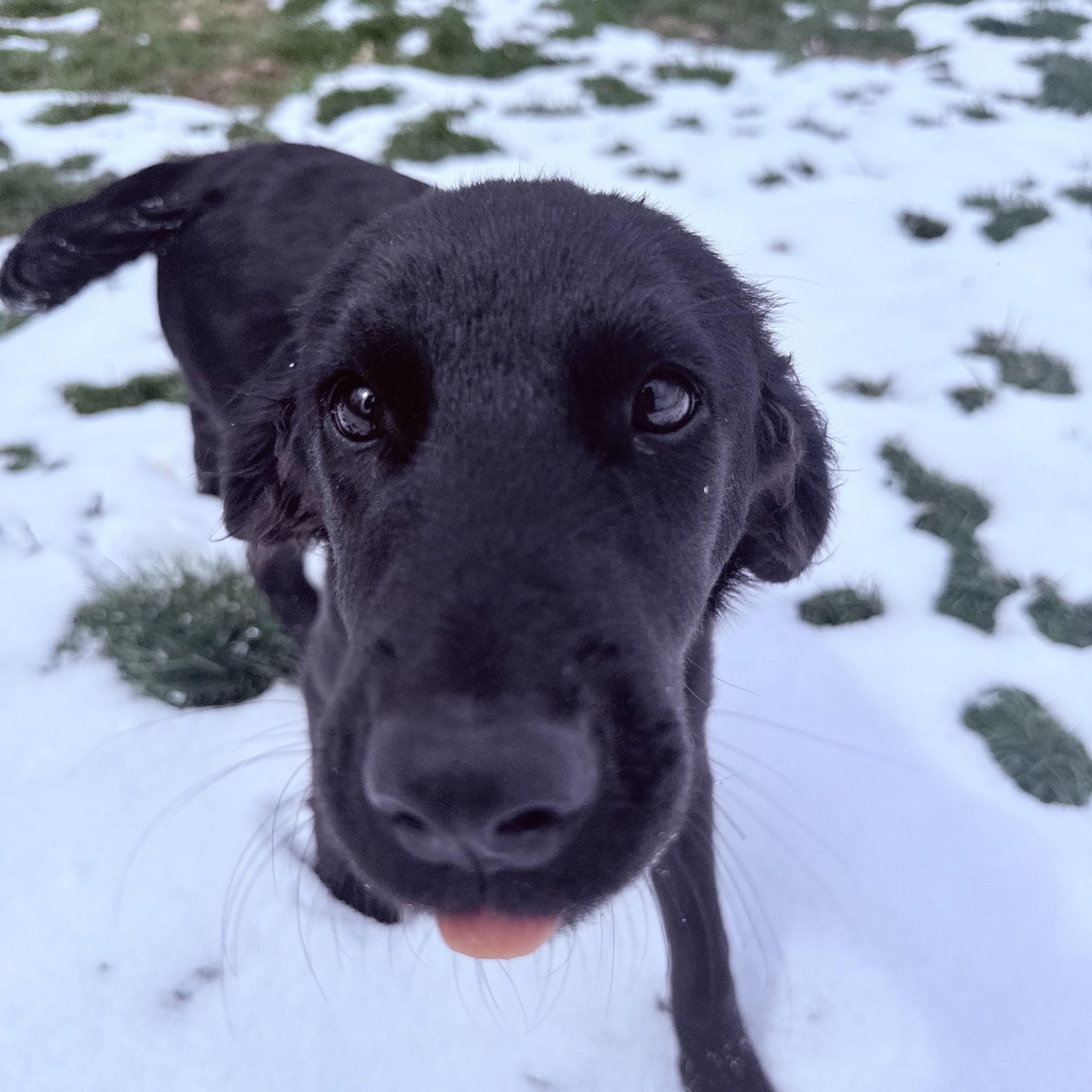 Enlarge Otis, a ADOPTABLE mixed breed in Clinton, PA image 1/6