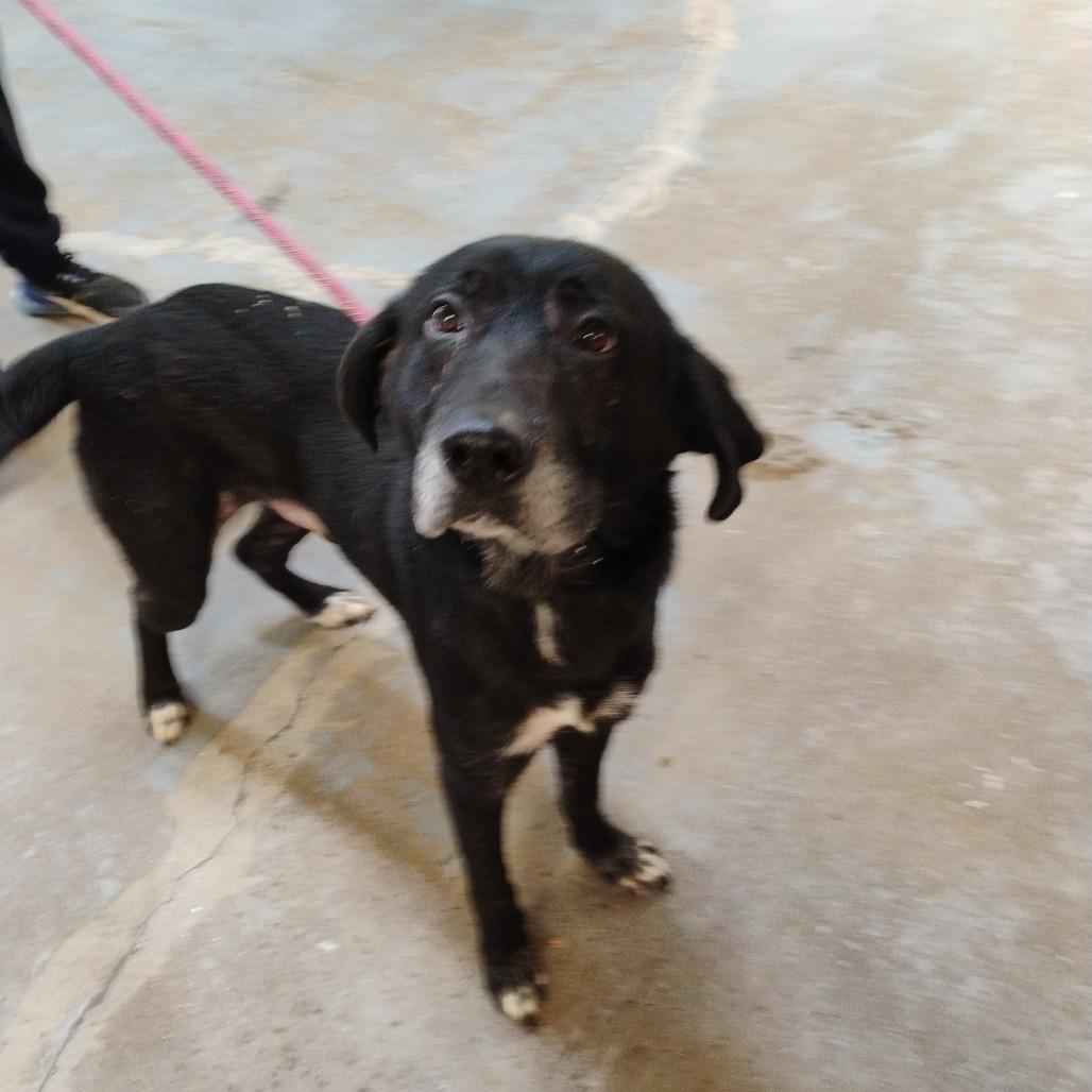 Enlarge Dwayne, a Adoptable Mixed Breed in Duncan, OK image 2/4