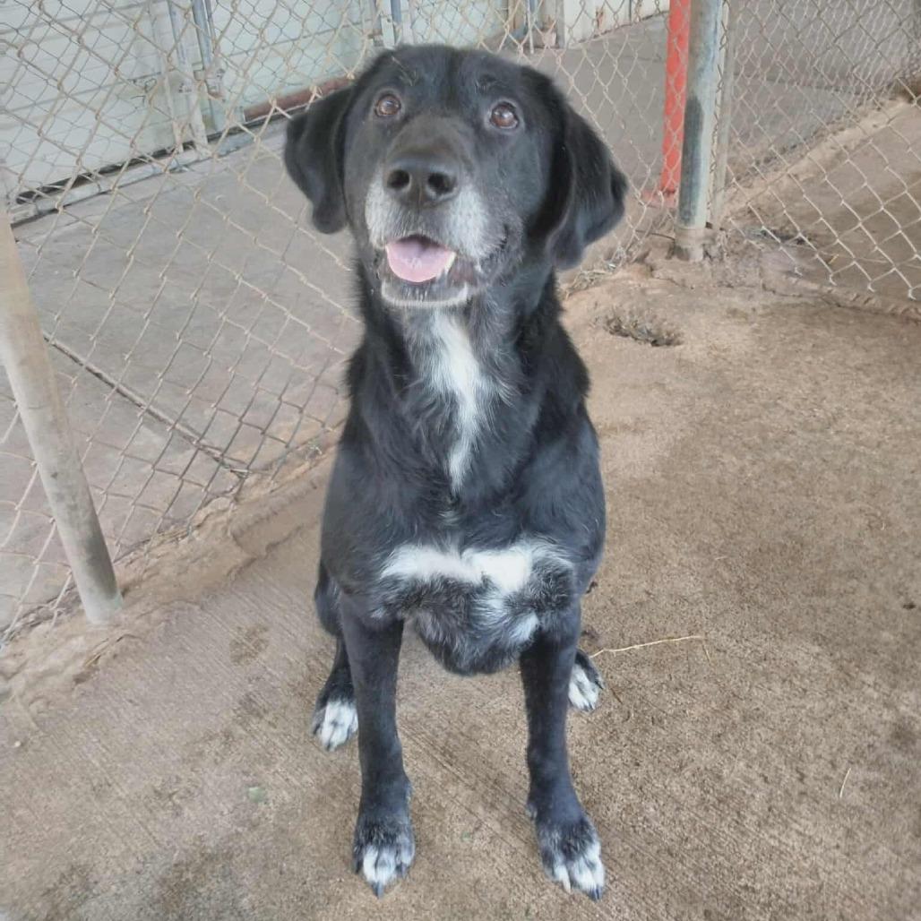 Enlarge Dwayne, a Adoptable Mixed Breed in Duncan, OK image 3/4