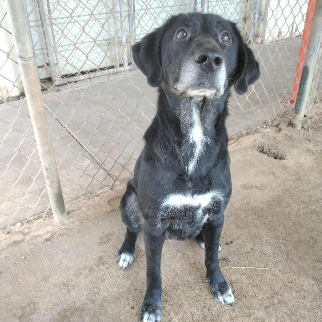 Enlarge Dwayne, a Adoptable Mixed Breed in Duncan, OK image 4/4