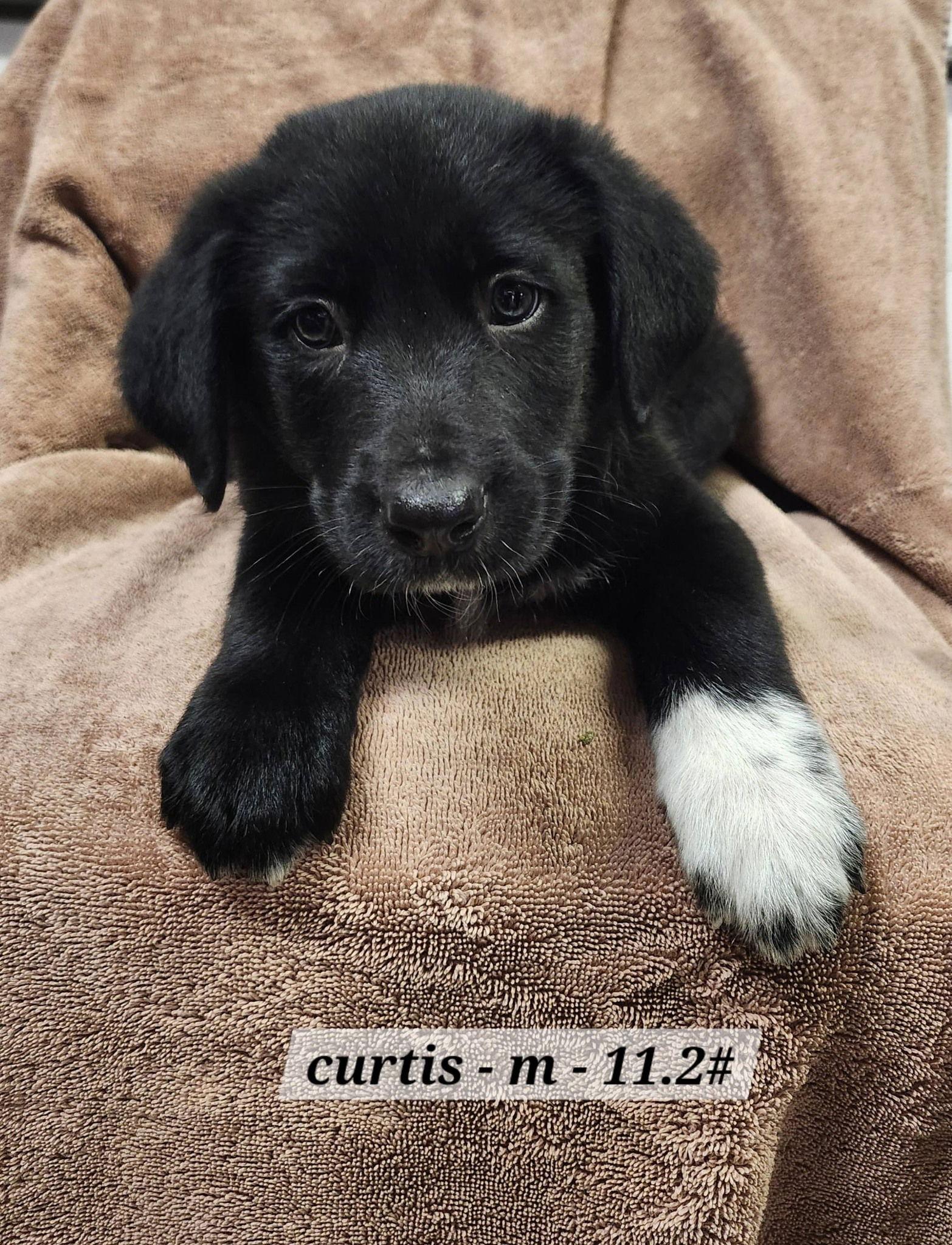 Enlarge Curtis, a Adopted mixed breed in Hillside, IL image 1/1